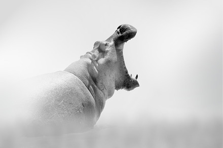 Hippo comes out of the fog on a light background, an Animal Photo by Byrdyak