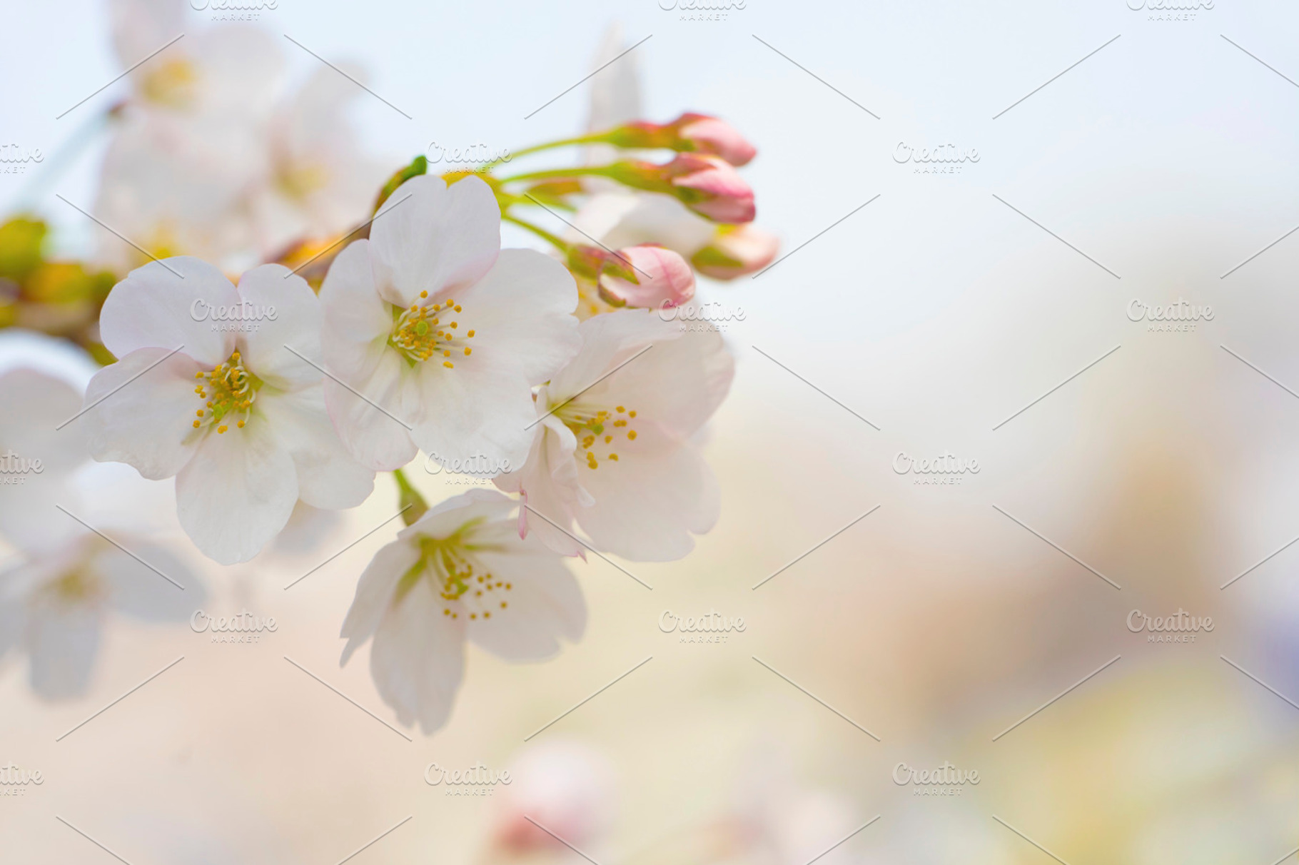 Cherry blossom stock photo containing pink and background, a Nature Photo by sekitarief