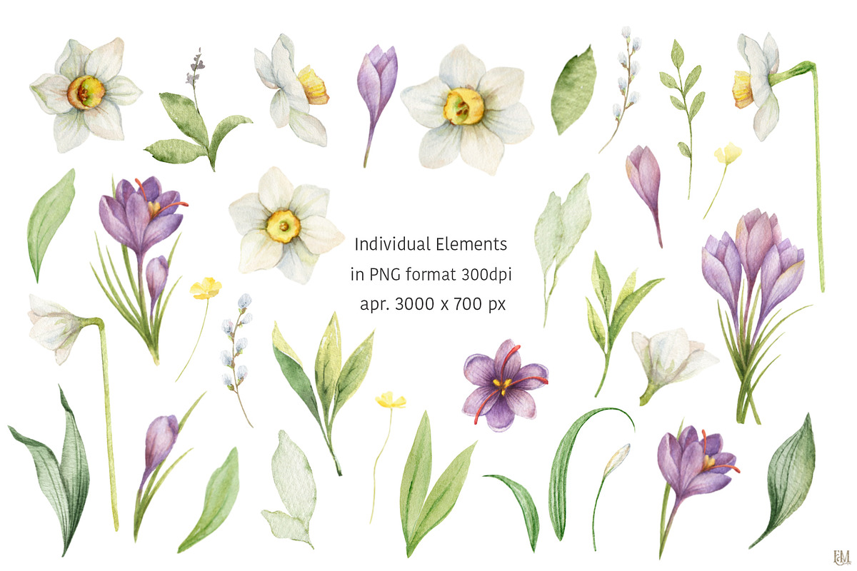 Watercolor Daffodils and Saffron, a Decorative Illustration by Elena Medvedeva (Photo 2 of 8)