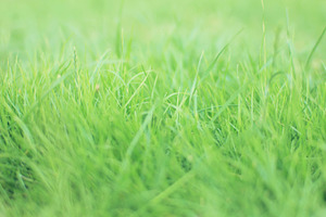 Fresh grass featuring grass, lawn, and plants