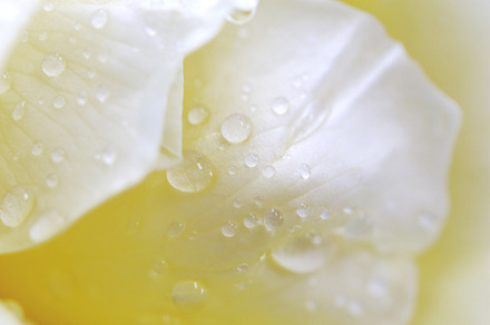 Yellow rose petals macro containing macro, flower, and floral
