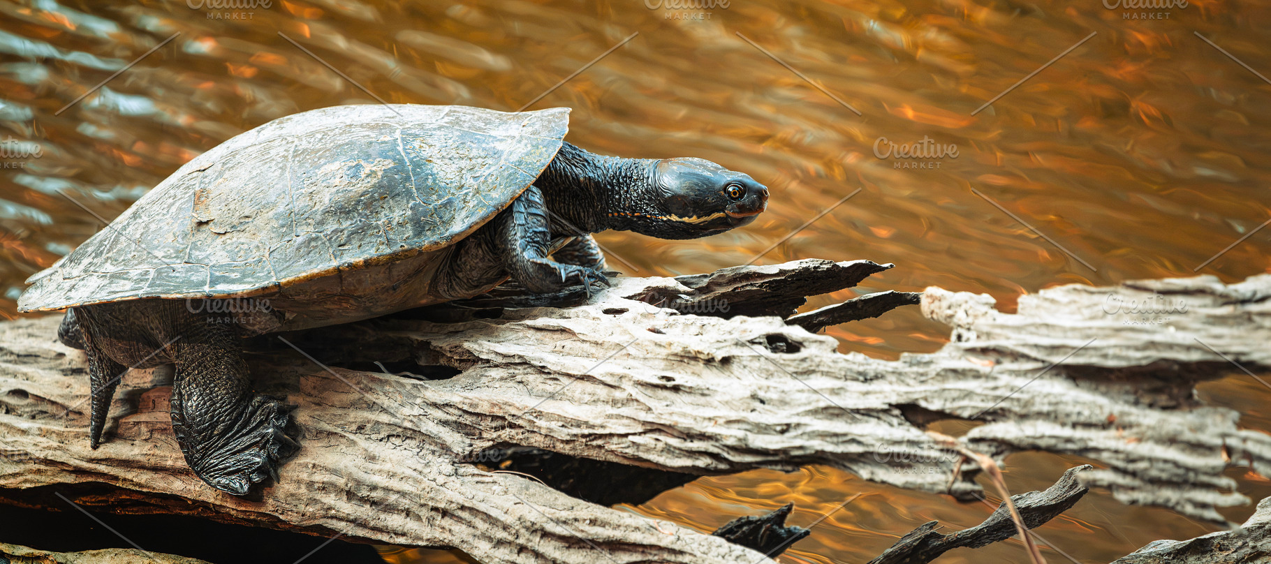 Eastern Short-necked Turtle, an Animal Photo by Rob D Animal Photography