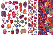 Fresh berries, a Food Illustration by handsketched (Thumbnail 4 of 21)