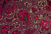 20 burgundy marble textures 64 mp, a Texture Graphic by tkdesign (Thumbnail 20 of 21)