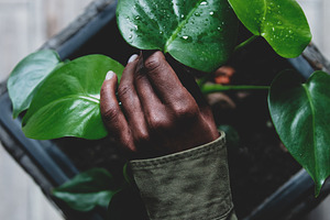 Black woman hand touch a palm plant in a pot at home