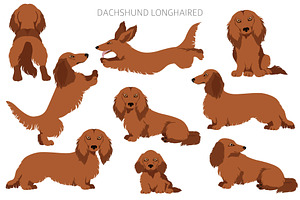 Dachshund Longhaired Clipart