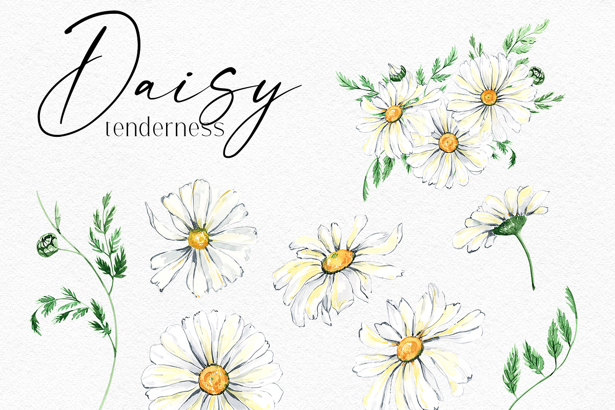 Watercolor Daisies, an Object Illustration by Olga Koelsch (Photo 9 of 12)