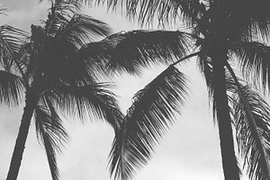 Kauai Palm Trees I