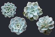 Succulents - Botanic Specimens, an Object Graphic by Turning Moss (Thumbnail 2 of 5)
