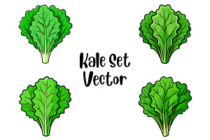 Kale Set Vector, a Food Illustration by Awieee1