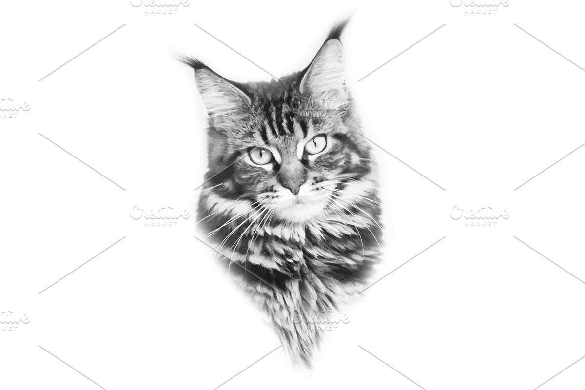 Maine Coon, an Animal Illustration by NickSorl Shop