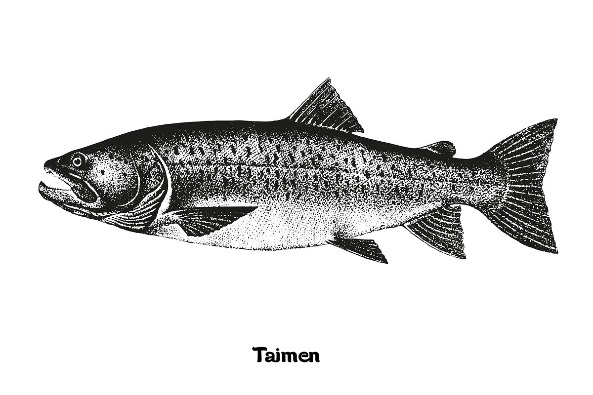 Fish collection, part 3, a Food Illustration by ZotovShop (Photo 9 of 11)