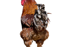 Large brown rooster with a red comb and wattles, seen from a rea, an Animal Photo by ndanko