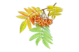 Autumn Branch Of Rowan With Berries And Leaves