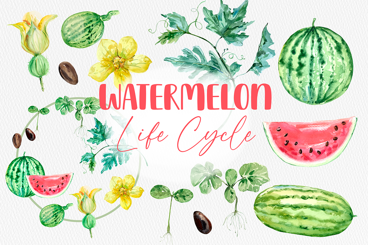 Watermelon Life Cycle Poster/Clipart, an Education Illustration by Tati Bordiu (Photo 1 of 5)