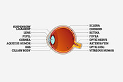 Human Eye Cross-Section, an Education Illustration by Beatriz Gascón (Thumbnail 3 of 3)