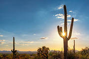Saguaro cactus at sunset in desert containing sunset, saguaro, and cactus, a Nature Photo by Lucky Photographer (Thumbnail 2 of 2)