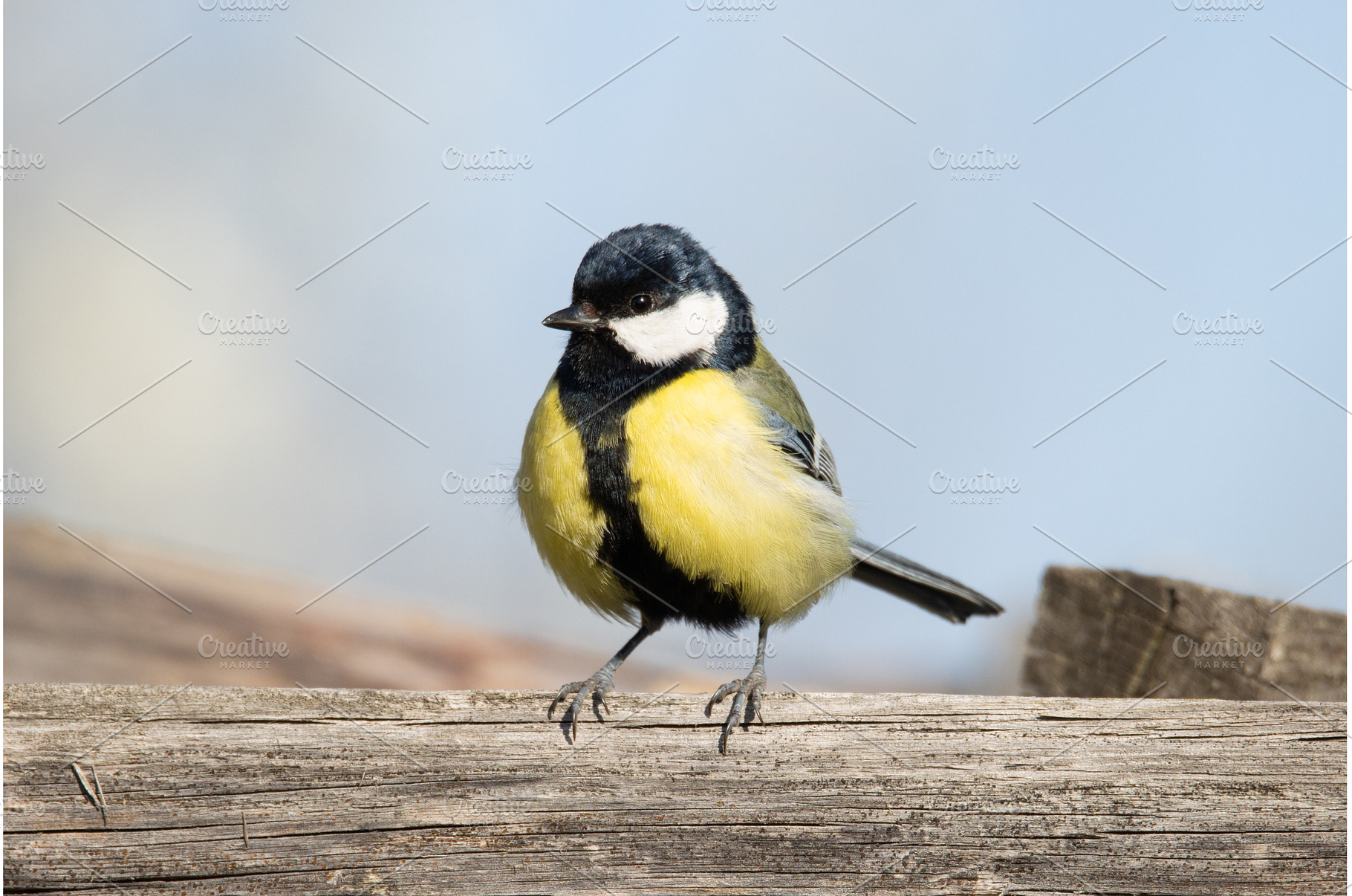 Colorful Great Tit Bird Perched on a, an Animal Photo by Pakosta