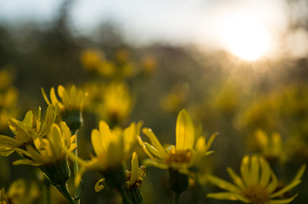 Daisies Chamomile Flowers preview 6