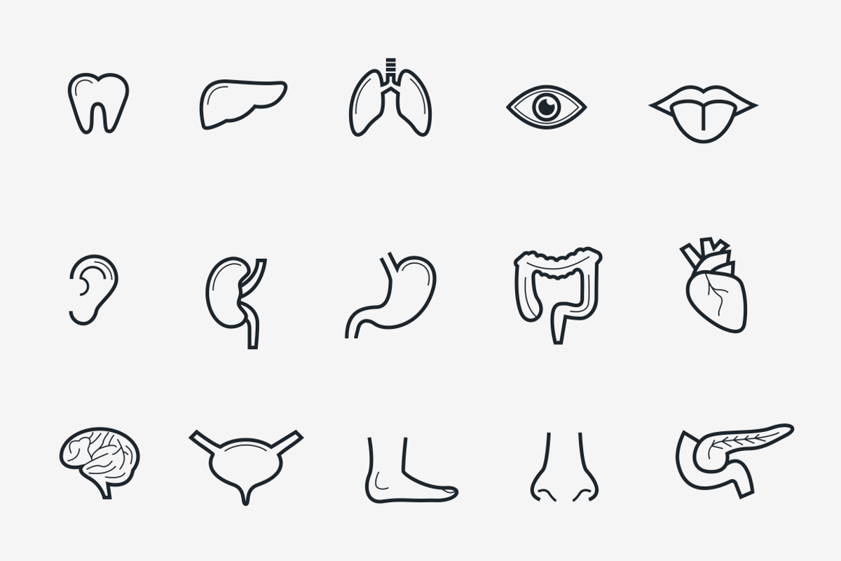15 Human Organs