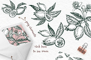 Feijoa Graphic & Watercolor clipart, a Food Illustration by Ann Astro (Thumbnail 10 of 10)