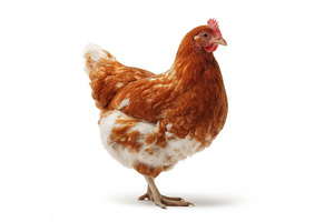 A brown chicken hen is shown, an Animal Photo by ZinetroN