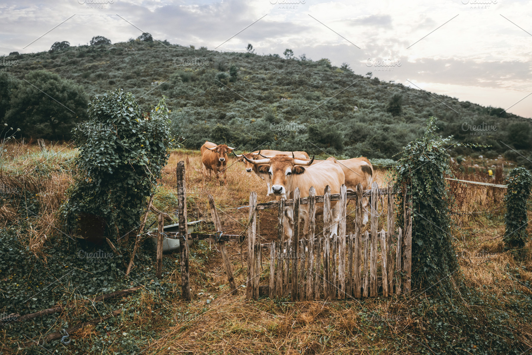 Oxen behind wooden fence in pasture, an Animal Photo by SkyNext