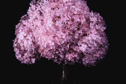 Delicate Beauty Hydrangea