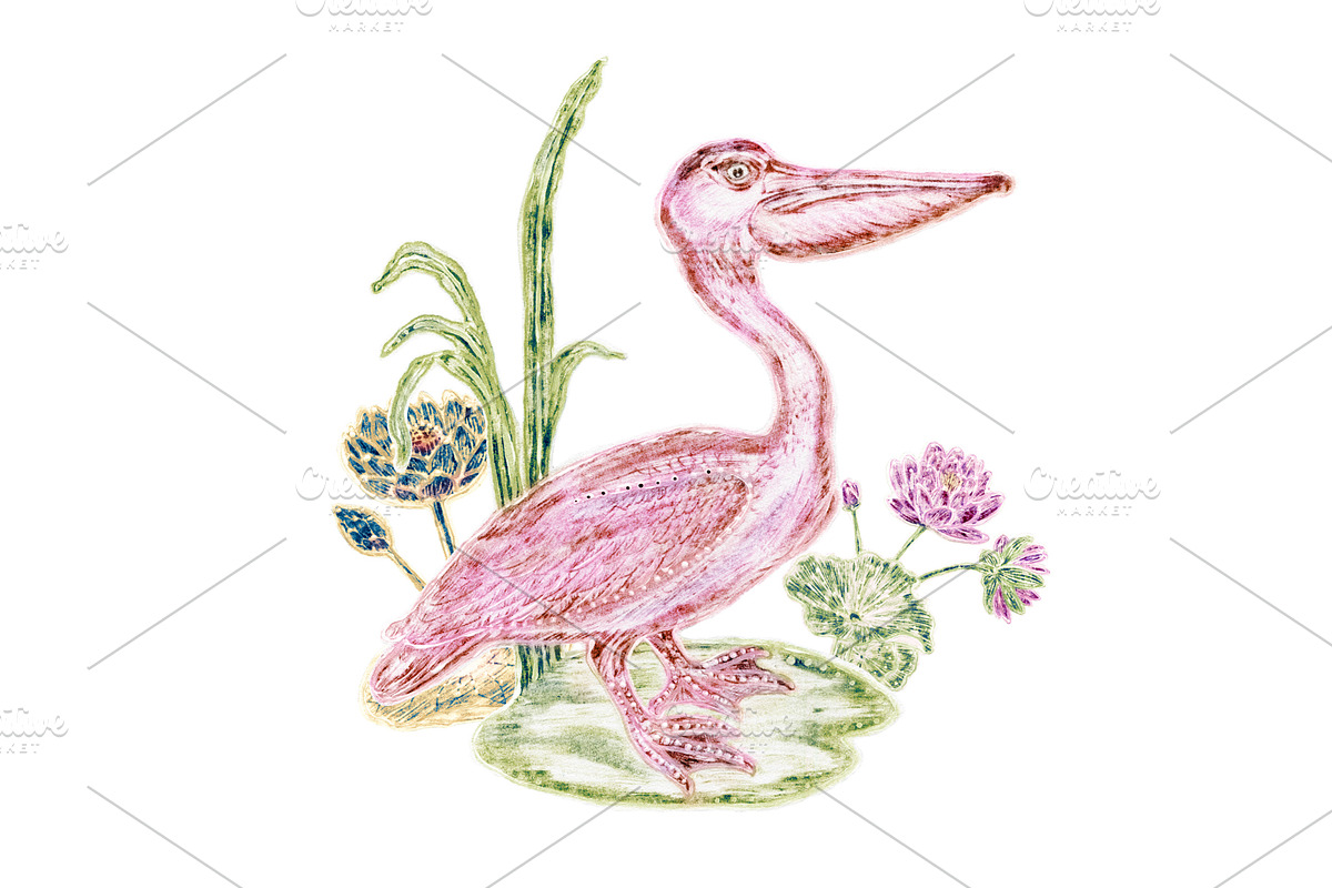 Pink Pelican with Lotuses around, an Animal Illustration by YvY