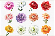 Watercolor Ranunculus Clipart, an Illustration by Sublimation Artist (Thumbnail 3 of 6)