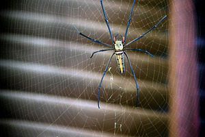 Huge Spider, an Animal Photo by THP Creative