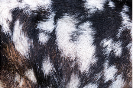 Natural texture goat skin brown with, an Abstract Photo by COLORFUL