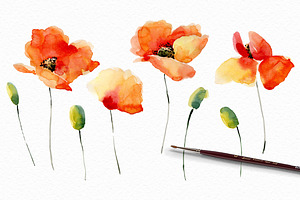 Watercolor Poppies.Flowers Set Bonus