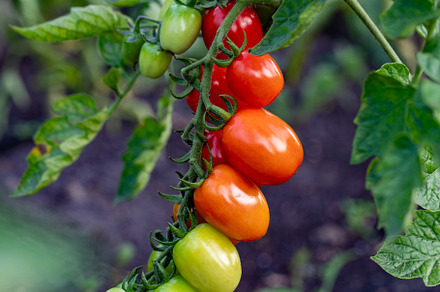 red ripe cherry tomatoes grown