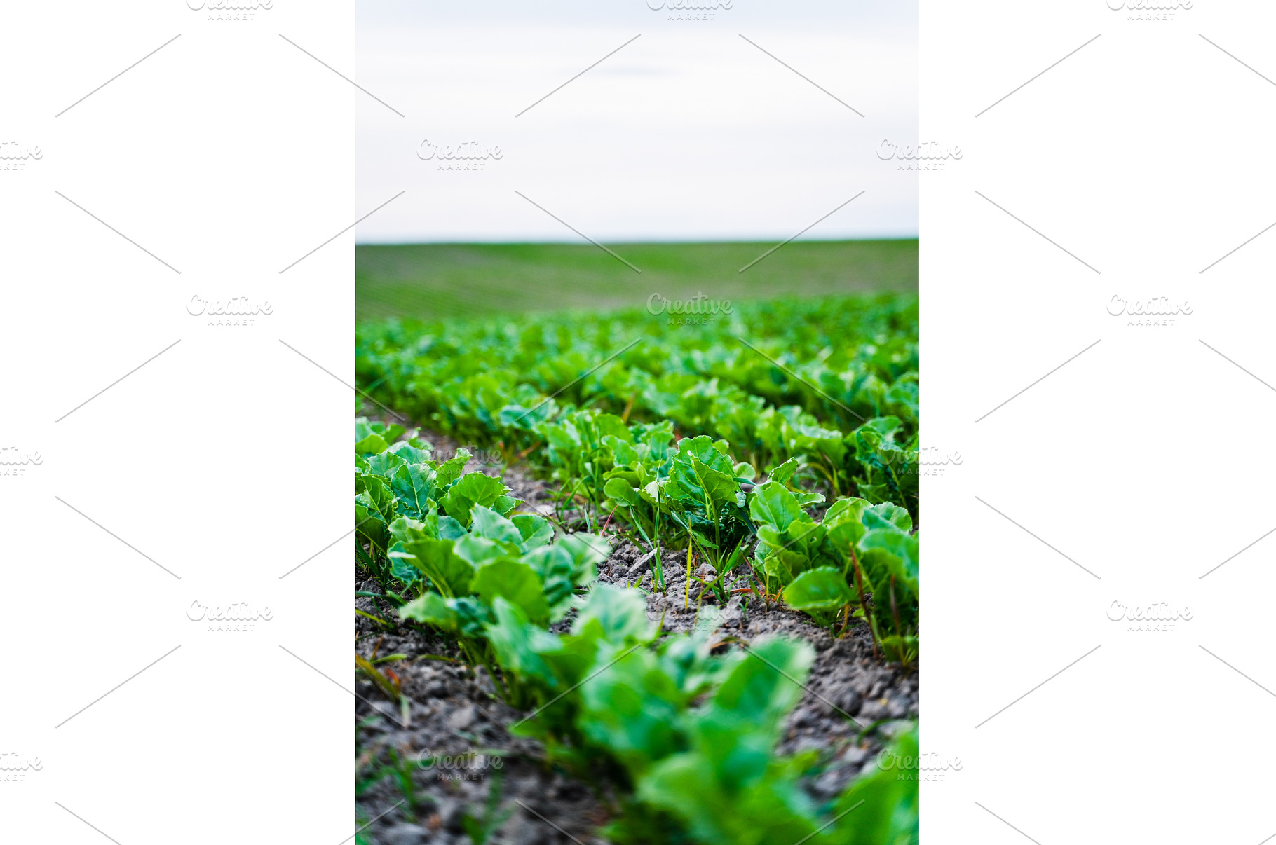 Sugar beet rows stretch across a, a Nature Photo by volodymyrshtun13795