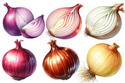 Watercolor Onion Clipart, an Illustration by Designworld (Thumbnail 4 of 6)