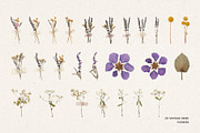 231 Vintage Dried Flowers, an Object Graphic by Ksuview (Thumbnail 8 of 8)