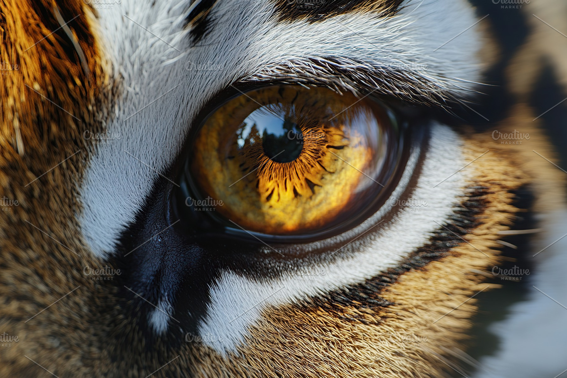 Closeup of wildlife tiger eye, an Animal Photo by AlyaAnd