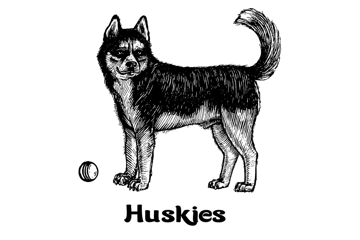 Dogs collection, part 1, an Animal Illustration by ZotovShop (Photo 9 of 9)