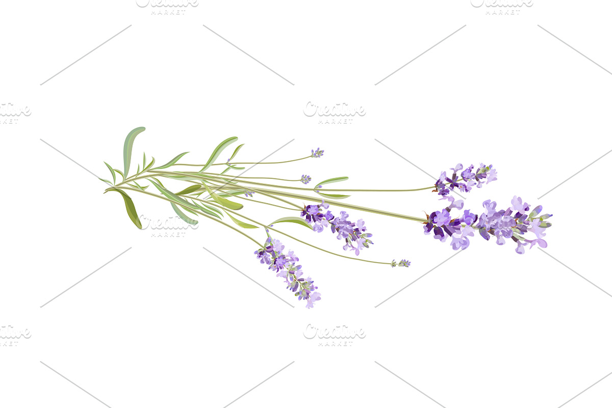 Vector object brushes. Lavender, a Brush Add-On by Peolla (Photo 10 of 13)