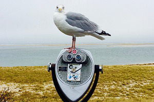 Downtime, Seagull, Cape Cod