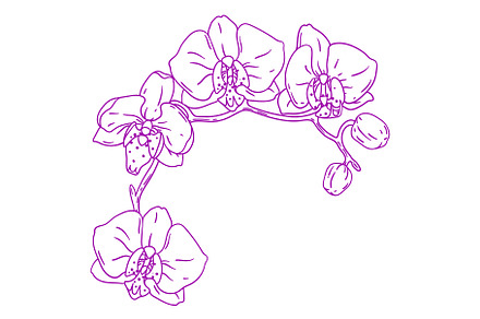 Illustration of orchid flowers., a Seasonal Illustration by incomible