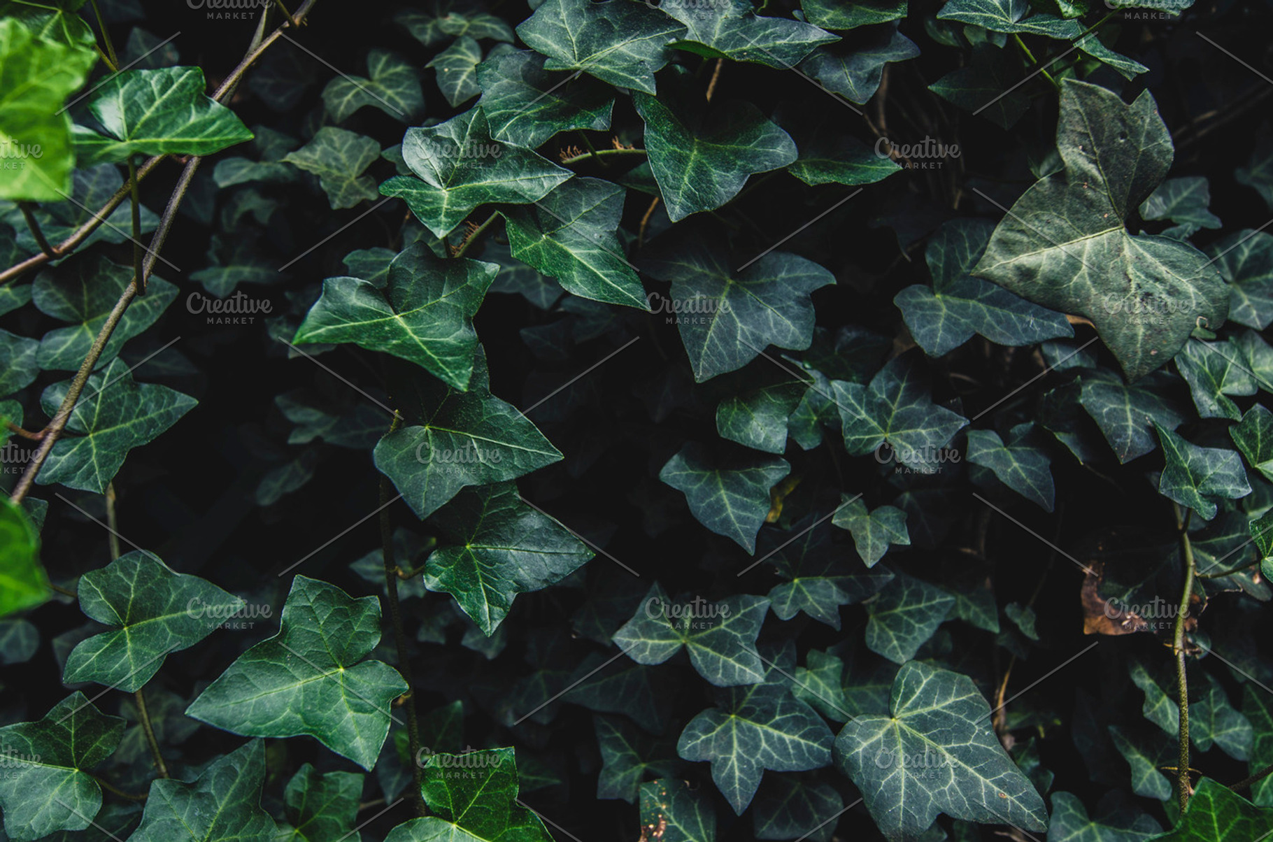Dark ivy leaves carpet background, a Nature Photo by PremiumCoding