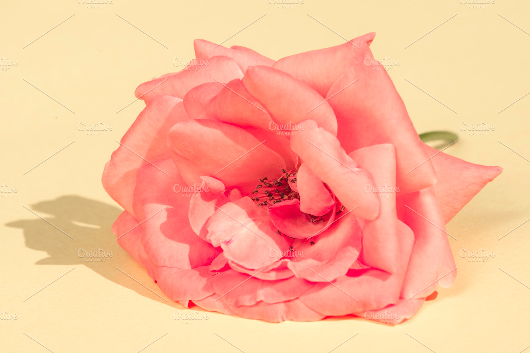 Rose flower containing rose, flower, and pink, a Nature Photo by Deyan Georgiev