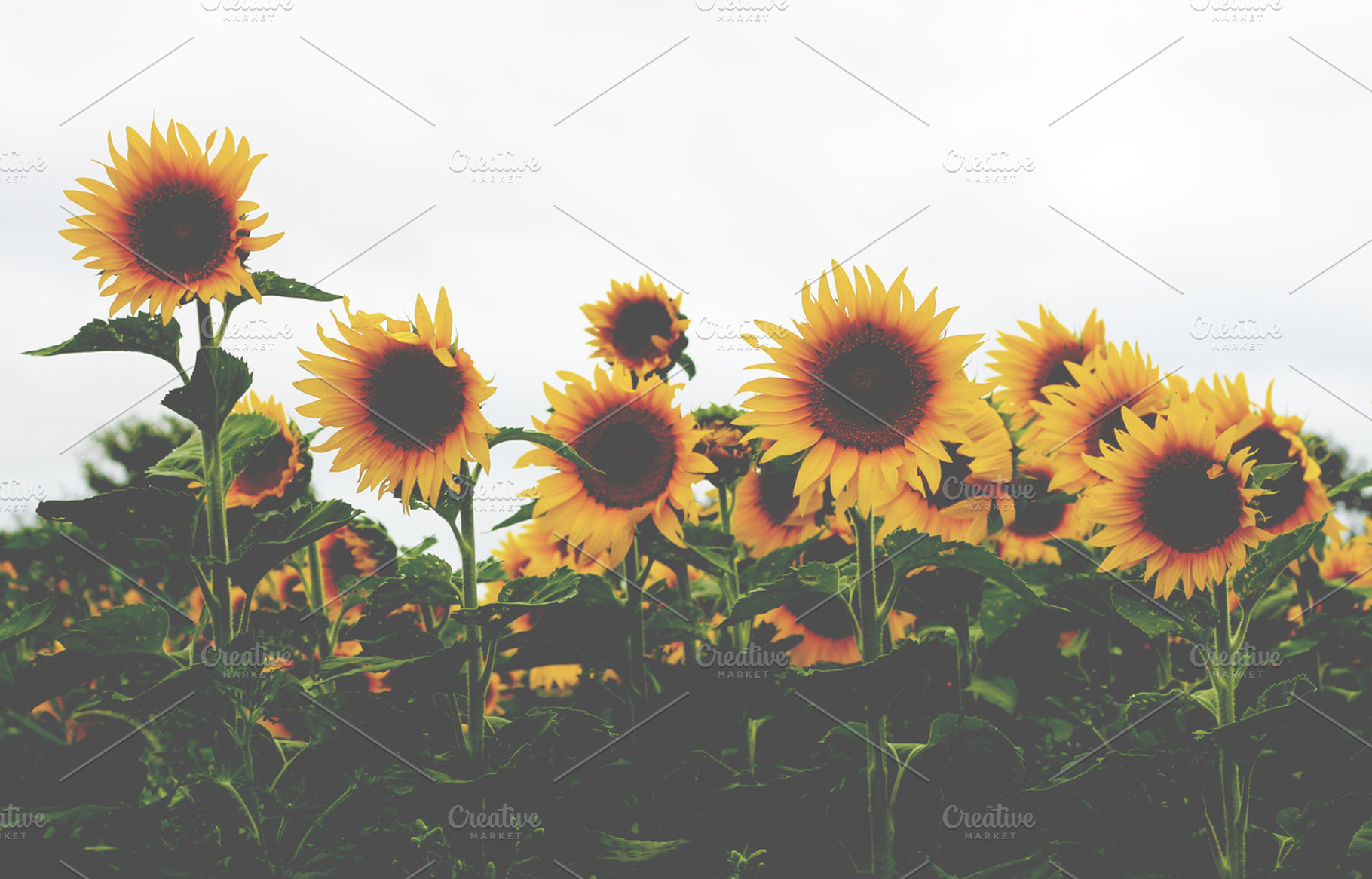 They Were All Yellow