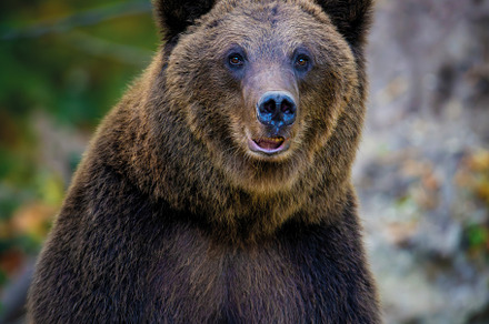 Brown bear on branch in summer forest. Animal in nature habitat.