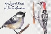 Backyard Birds of North America, an Animal Illustration by FITALARTSNEDIGI (Thumbnail 4 of 8)