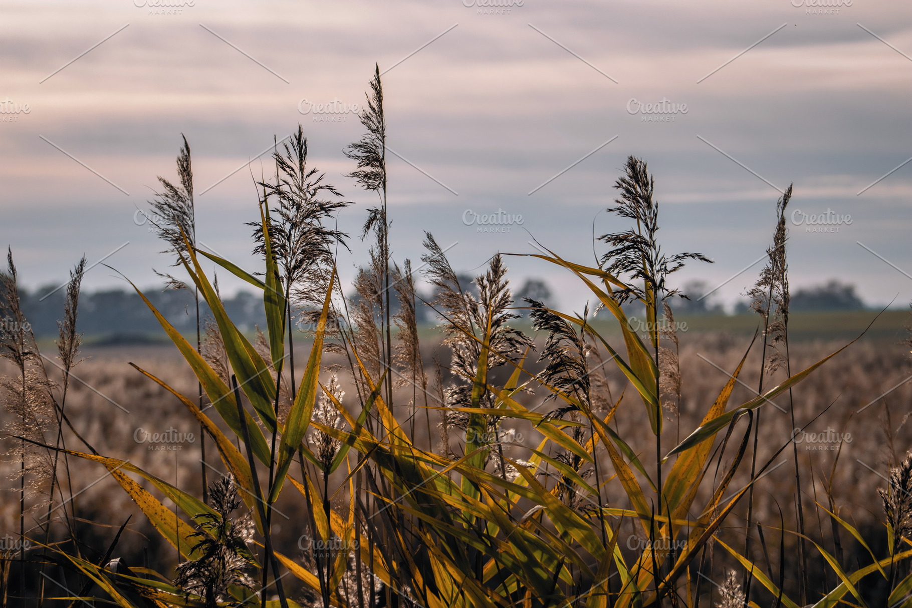 Oat, a Nature Photo by jakub_kopecky