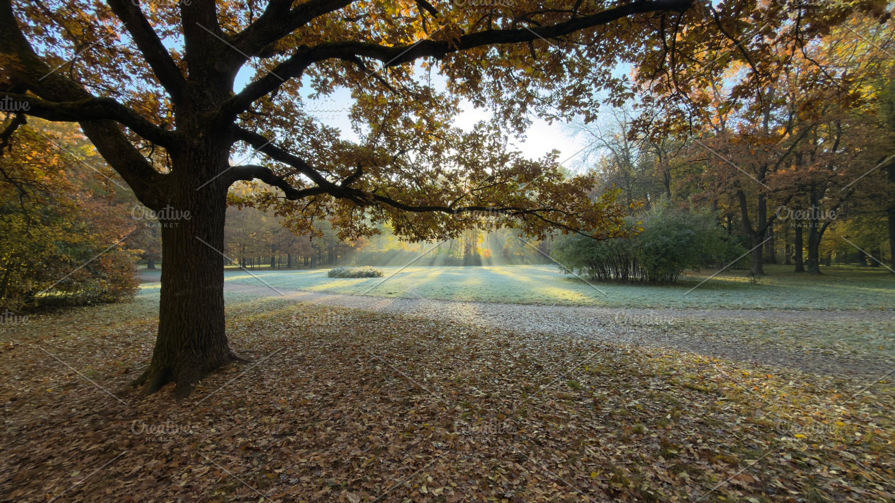 A serene park scene in autumn with a large tree, fallen leaves, and soft sunlig, a Nature Photo by Textures & Backgrounds