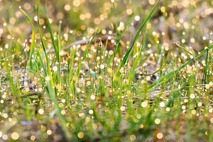 Macro dew drops on green grass bokeh, a Background Photo by Fascinadora